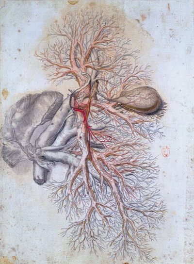 Vasi sanguigni del fegato e della cistifellea, da Anatomia Humani Corporis di Govard Bidloo (1649-1713) c.1685 da Gerard de Lairesse