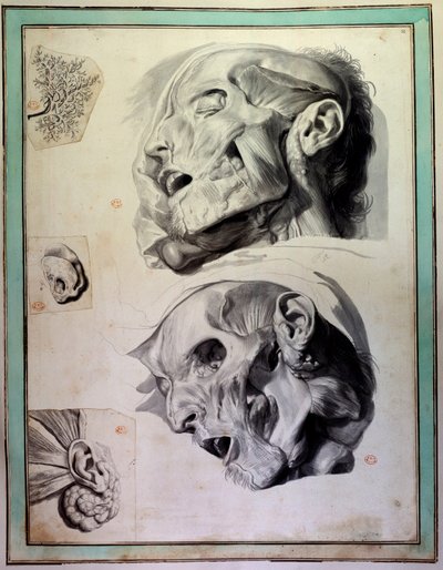 Teste umane scarnificate: muscoli e scheletri sono visibili. Incisione di Gerard de Lairesse che illustra l