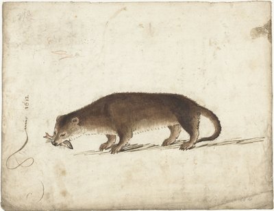 Lontra con un pesce in bocca da Gerard ter Borch (I)
