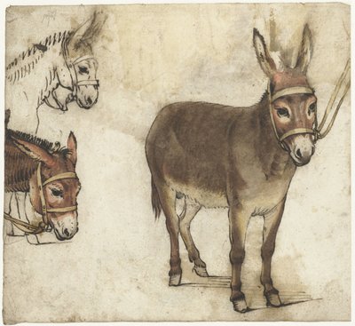 Foglio di studio con asini da Gerard ter Borch (I)