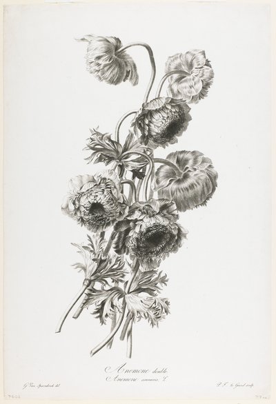 Anemone doppio, da Fleurs Dessinees d