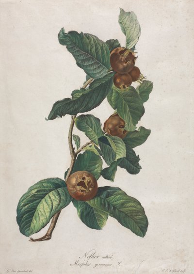 Nespolo coltivato (Mespilus germanica) da Gerard van Spaendonck