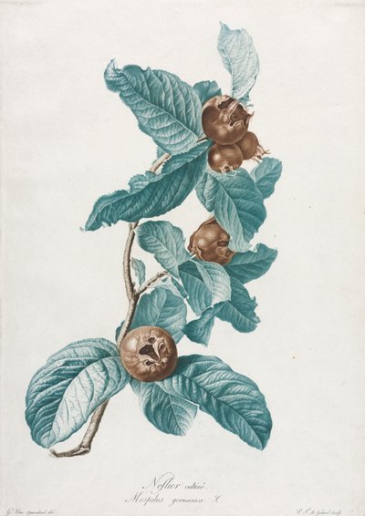 Nespolo coltivato Mespilus germanica, c. 1800 da Gerard van Spaendonck