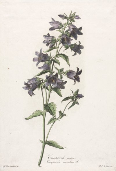 Fleurs dessinées d