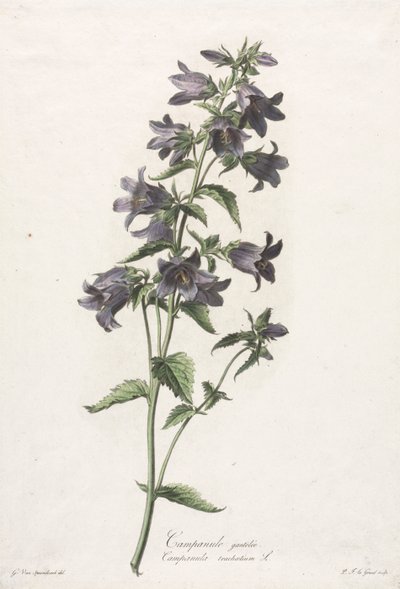 Fiori disegnati dal vero: Campanula da Gerard van Spaendonck