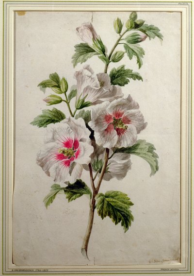Alcea rosea da Gerard van Spaendonck