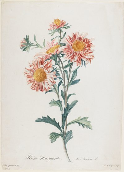 Reine-Marguerite, da Fleurs Dessinees d