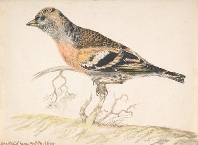 Fringuello Bramling, 1679 da Gerardus van Veen