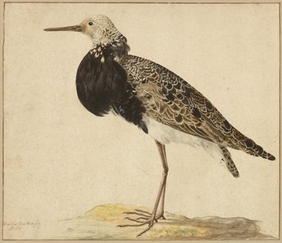 Ruff in piedi da Gerardus van Veen