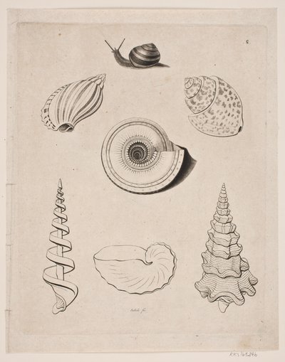 Tavola con lumache da Gerhard Ludvig Lahde