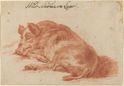 Cinghiale da German 18th Century