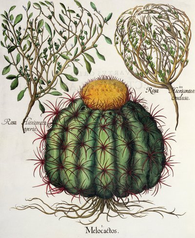 Melocactus e Rosa Hiericontea, dal Hortus Eystettensis di Basil Besler, pub. 1613 da German School