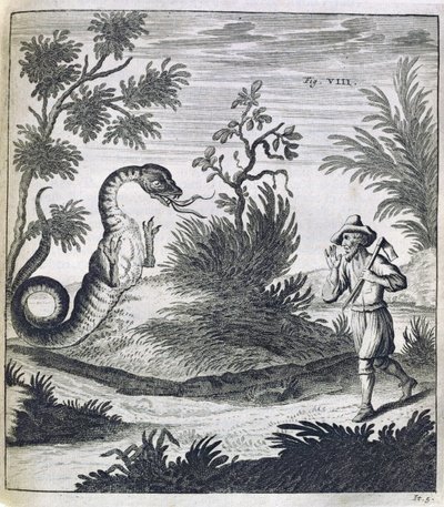 Un drago spaventoso, c.1660 da German School