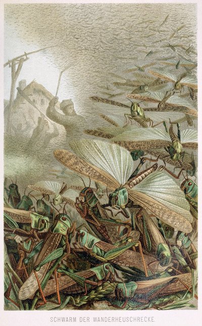 Uno sciame di locuste, da Brehms Tierleben, pub. 1860s da German School