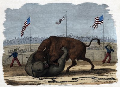 Un feroce combattimento tra un toro e un orso in un