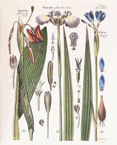 Una tavola da "Zeitschrift fuer Gaertner, Botaniker und Blumenfreunde", 1840-43 da German School