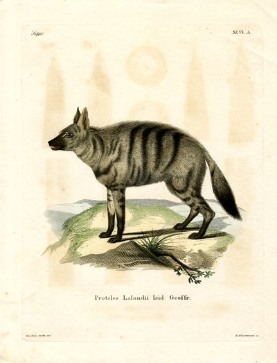 Aardwolf da German School