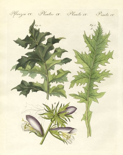 Piante di acanto da German School