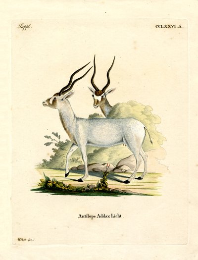 Antilope addax da German School