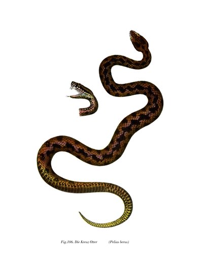 Vipera da German School