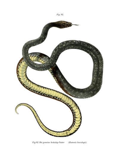 Serpente di Esculapio da German School