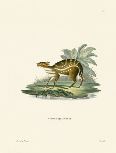 Chevrotain africano da German School