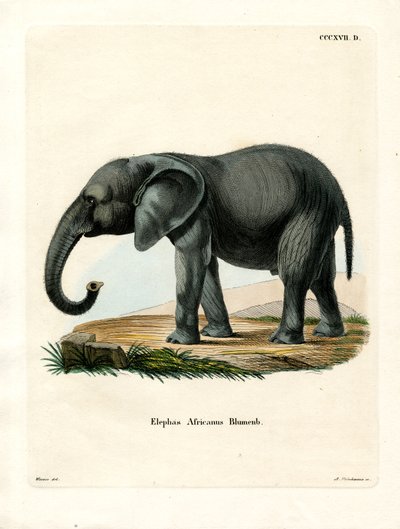 Elefante africano da German School