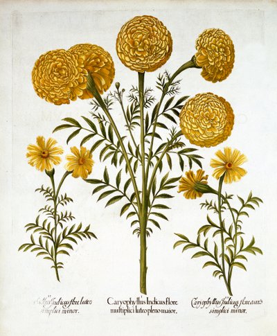 Tagete africano e tagete francese, da Hortus Eystettensis, di Basil Besler, pub. 1613 da German School