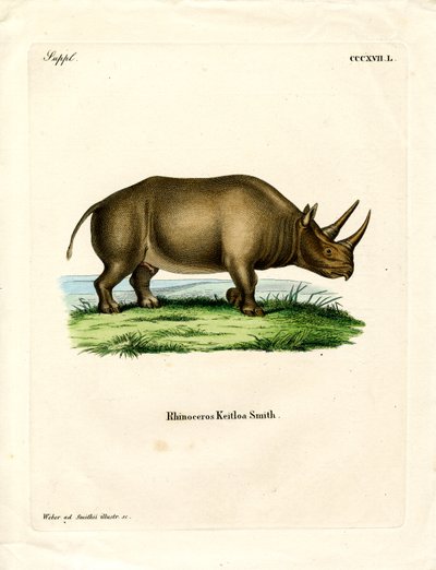 Rinoceronte Africano da German School
