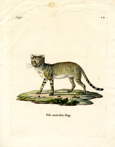 Gatto selvatico africano da German School