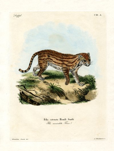 Gatto selvatico africano da German School