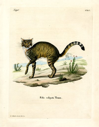 Gatto Selvatico Africano da German School