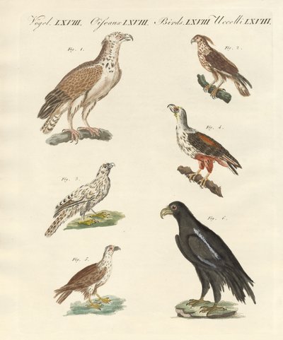 Uccelli africani da German School