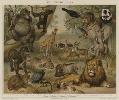 Fauna africana da German School
