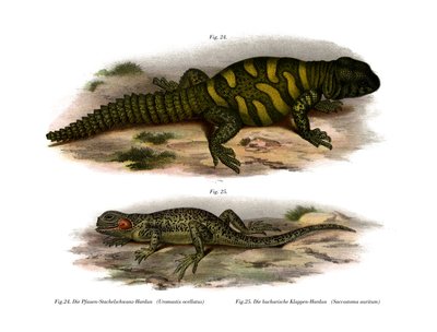 Agama da German School