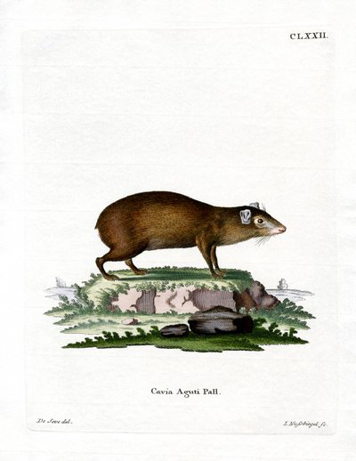 Agouti da German School