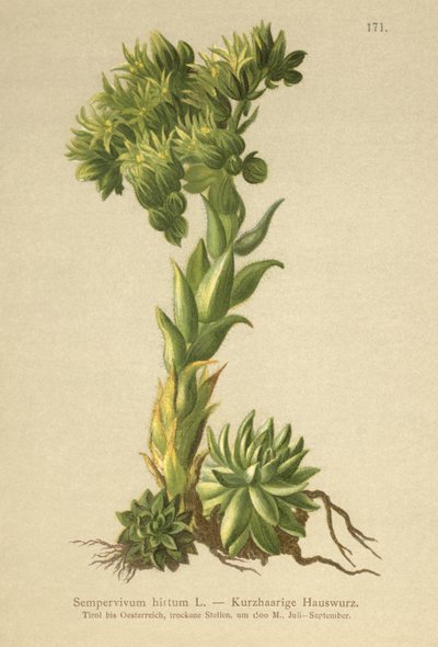 Semprevivo di Allioni (Sempervivum hirtum, Jovibarba hirta) da German School
