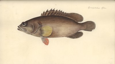 Alphestes afer, prima del 1793 da German School