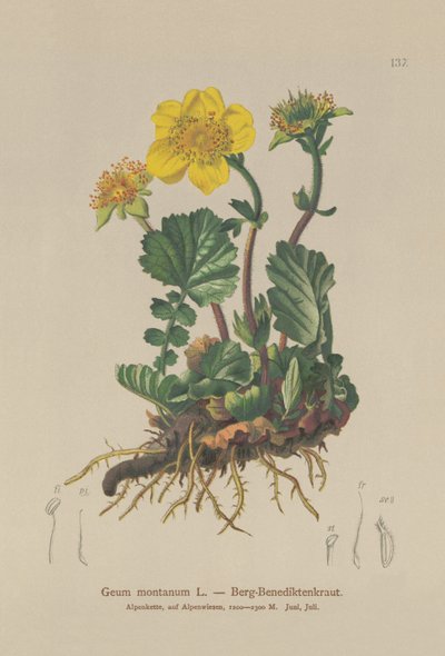 Cariofillata alpina (Geum montanum) da German School