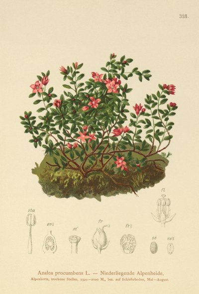 Azalea alpina (Azalea procumbens, Loiseleuria procumbens, Kalmia procumbens) da German School