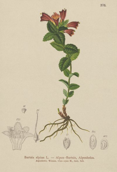 Bartisia alpina (Bartsia alpina) da German School