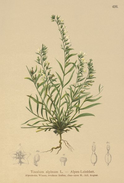 Thesium alpinum da German School