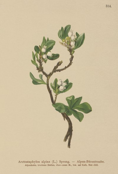 Uva ursina alpina (Arctostaphylos alpina, Arctostaphylos alpinus) da German School