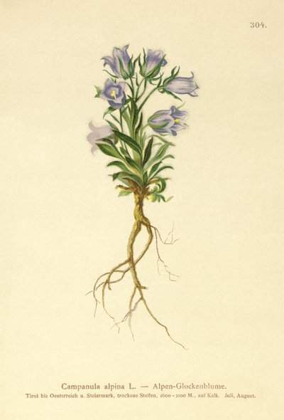 Campanula alpina (Campanula alpina) da German School