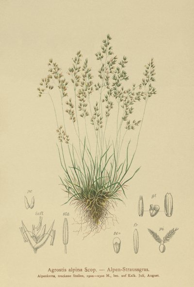 Agrostis alpina da German School