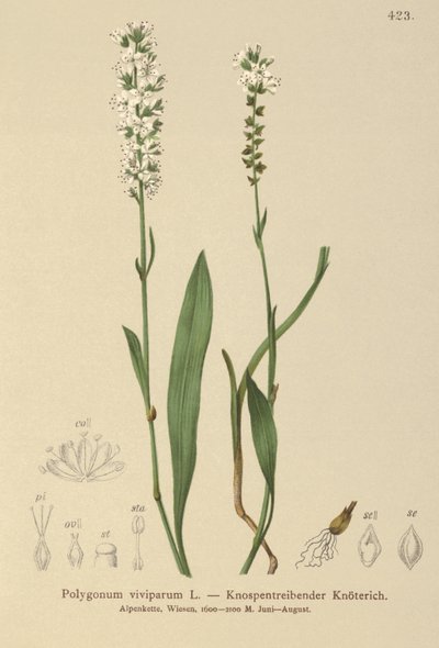 Bistorta vivipara, Polygonum viviparum, Persicaria vivipara da German School