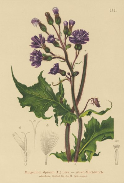 Cicerbita alpina (Mulgedium alpinum, Cicerbita alpina) da German School