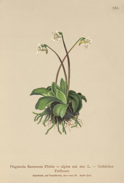 Pinguicola alpina (Pinguicula flavescens, Pinguicula alpina) da German School