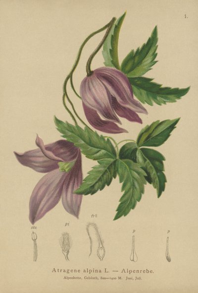 Clematide alpina (Atragene alpina, Clematis alpina) da German School