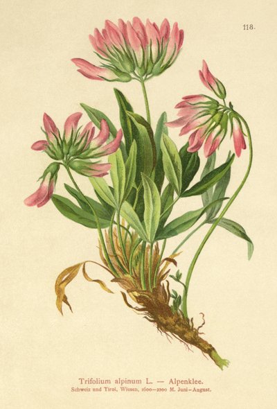 Trifoglio alpino (Trifolium alpinum) da German School